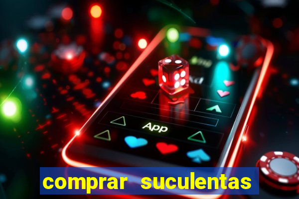 comprar suculentas direto do produtor