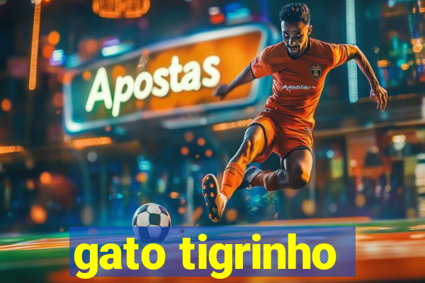 gato tigrinho