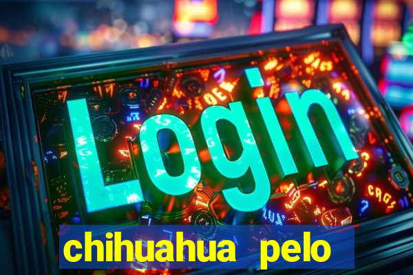 chihuahua pelo longo pre?o